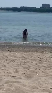 Took my little dog to the beach for some relief from the heat today part 2