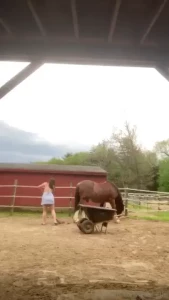 It s officially sundress season doing some barn chores and loving on part 1