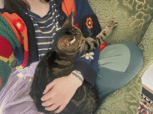 Sad post warning cat died loving someone or something is dangerous part 6