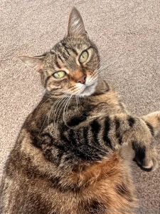 Sad post warning cat died loving someone or something is dangerous part 5