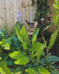 Sad post warning cat died loving someone or something is dangerous part 3