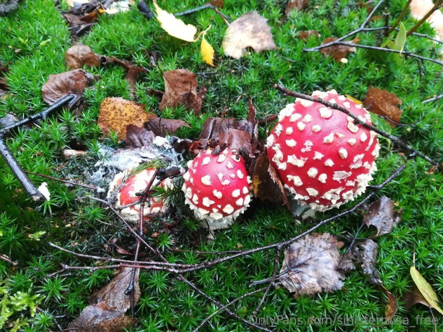 This mushrooms look average to me 