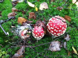 This mushrooms look average to me