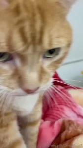 Sometimes i get grumpy and then my cat comes over and gives me