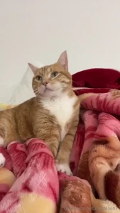 Sometimes i get grumpy and then my cat comes over and gives me part 1