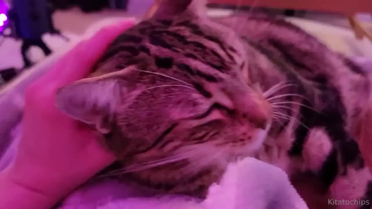 Orbit says goodnight 