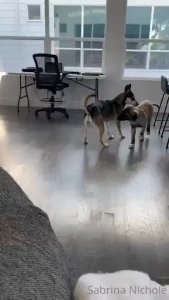 Things have been a bit crazy since i got archer i love him to bits but