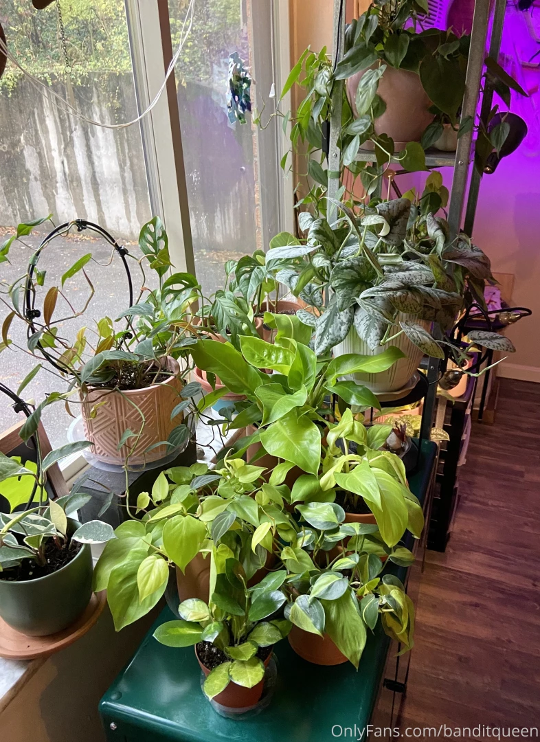 I scored the babiest philodendron pink princess i ve been after one part 4 