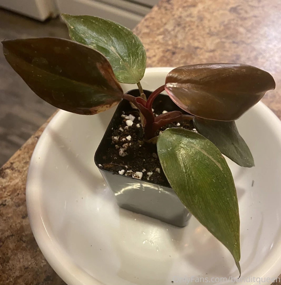 I scored the babiest philodendron pink princess i ve been after one part 5 