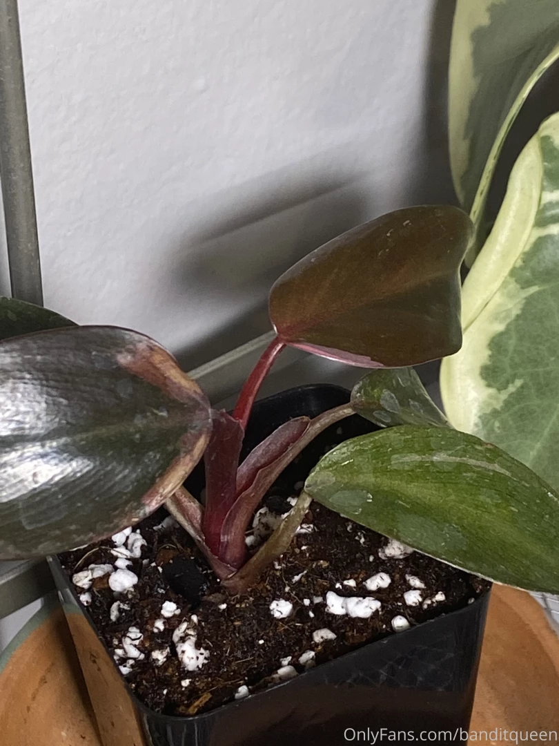 I scored the babiest philodendron pink princess i ve been after one part 6 