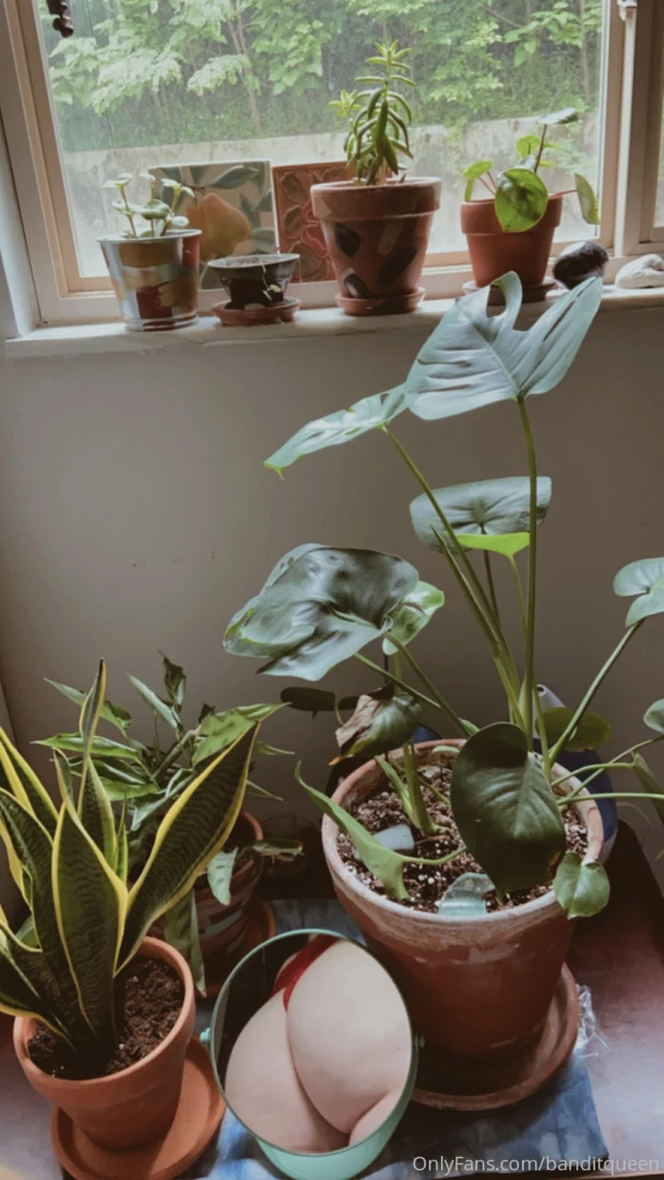 Bite my fuzzy peach open the plant pictures for a peek of paradise part 1 