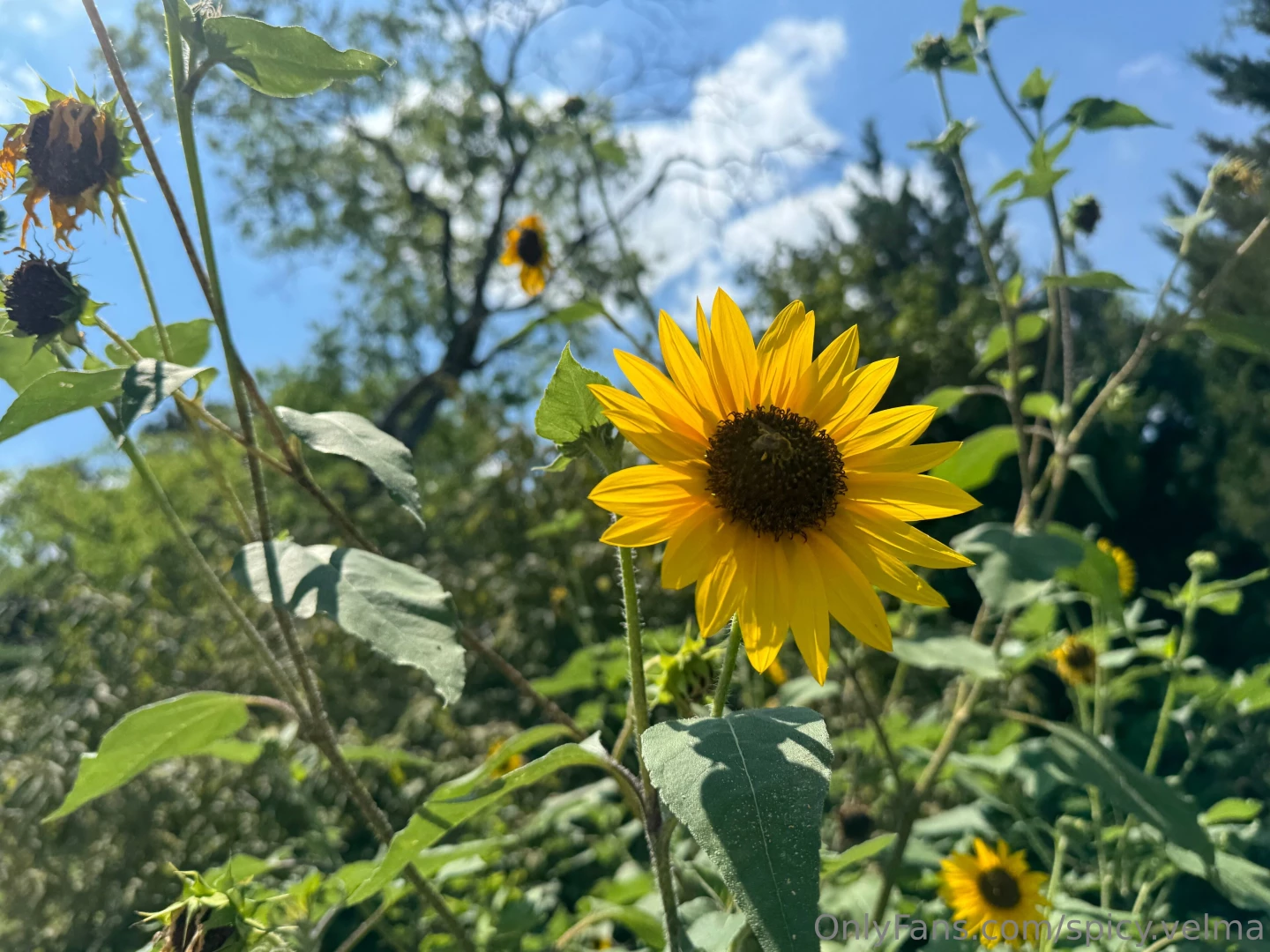Always turning to the sun 