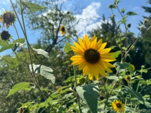 Always turning to the sun