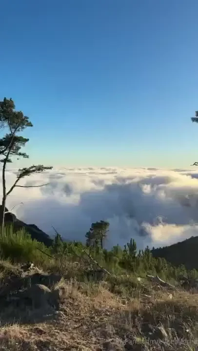 Woke up early to explore fanal and wow what a spot those ancient trees part 1 