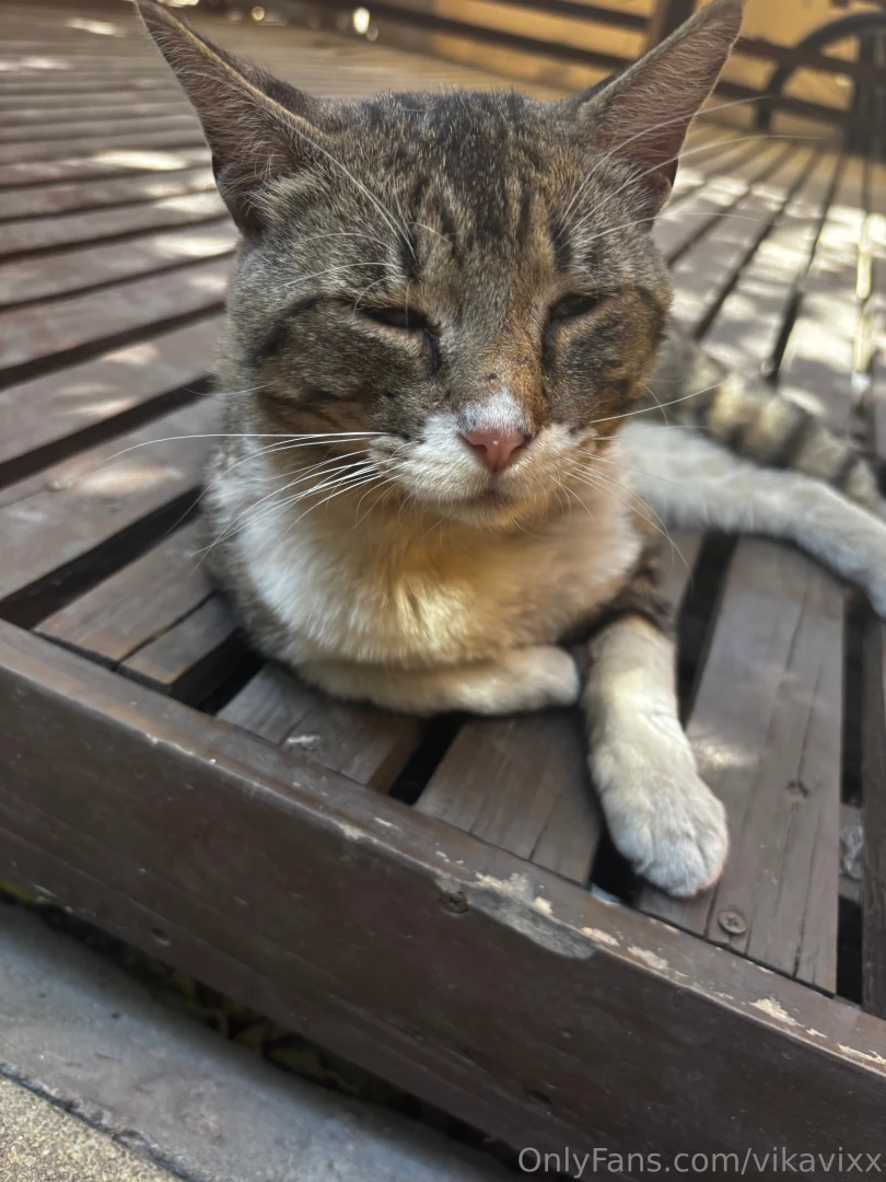 Hi photo of one of the cats i know 3 sorry if i m not active i was 