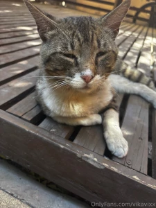 Hi photo of one of the cats i know 3 sorry if i m not active i was