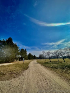 Wondering in the woods