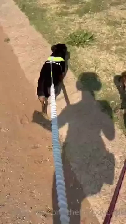 Swipe to see me out walking my sausages and see how my tiddies bounce 