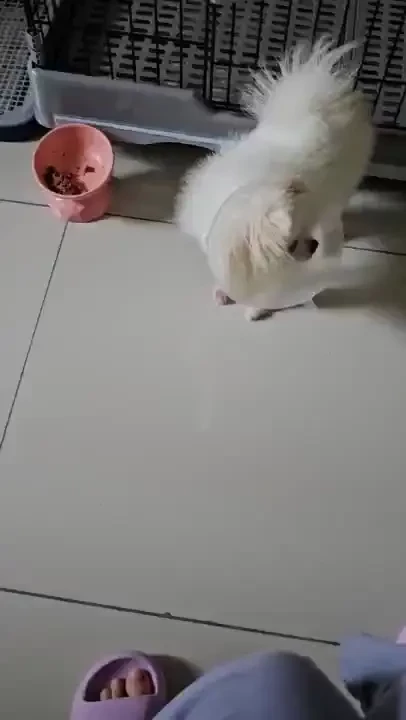 A little update about my puppy she s gotten the surgery and now has a part 2 