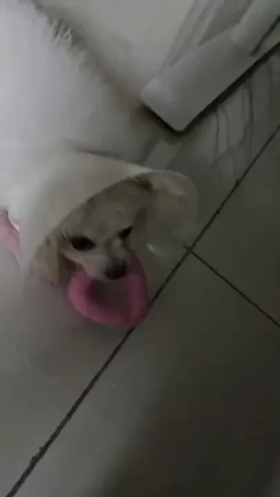 A little update about my puppy she s gotten the surgery and now has a part 1 