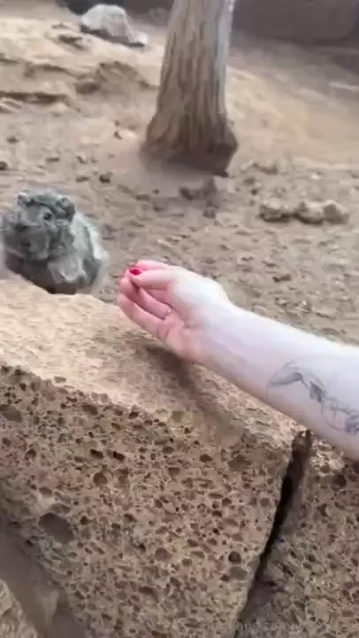 Went to a small zoo in the mountains look how cute they are part 1 