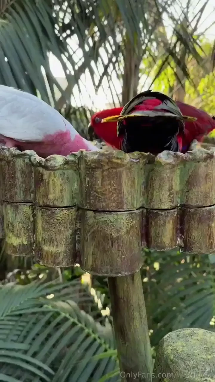 Walking around the zoo with thoughts of you taking pictures of 