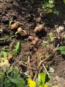 No words just potatoes and me part 2