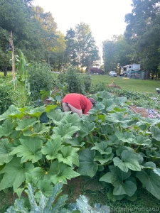 Spot the peach in the garden