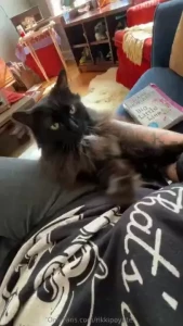 Gm yall don t mind sfw kitty-sitting videos right this is lucy and i m