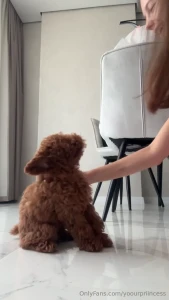 Today paddi and i are learning commands honestly i m a total beginner