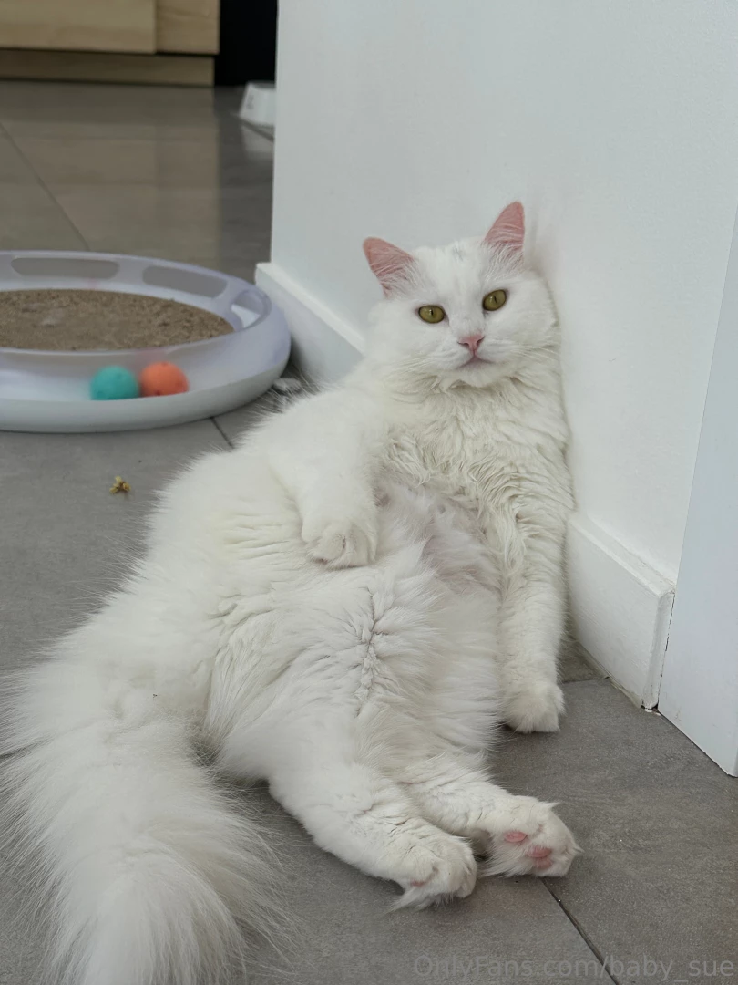 When you try to look respectable but the inner cat takes over the 