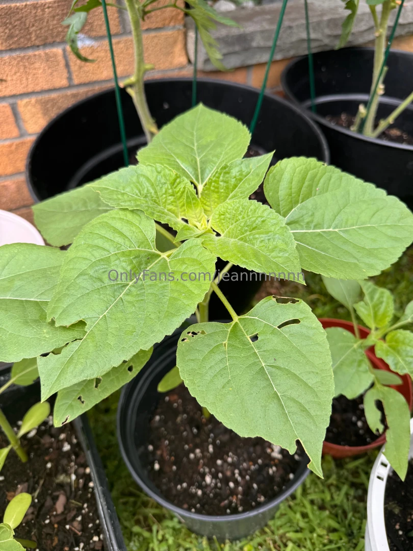 I know you guys probably don t care but my little garden is coming part 3 
