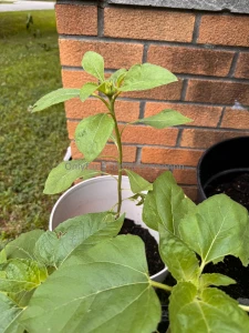I know you guys probably don t care but my little garden is coming part 2