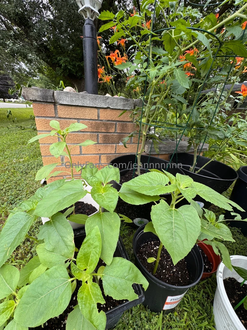 I know you guys probably don t care but my little garden is coming part 4 