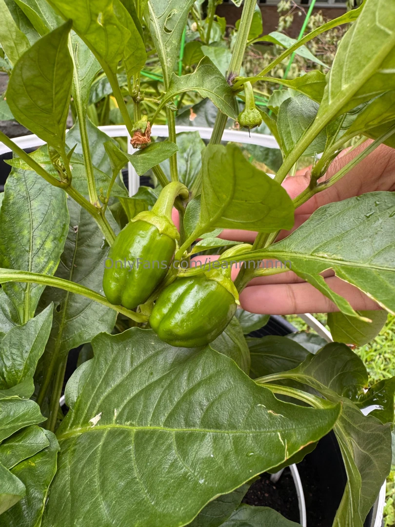 I know you guys probably don t care but my little garden is coming 