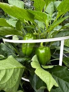 Someone come teach me how to build a planter box part 2