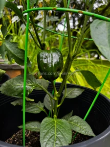 Someone come teach me how to build a planter box part 1