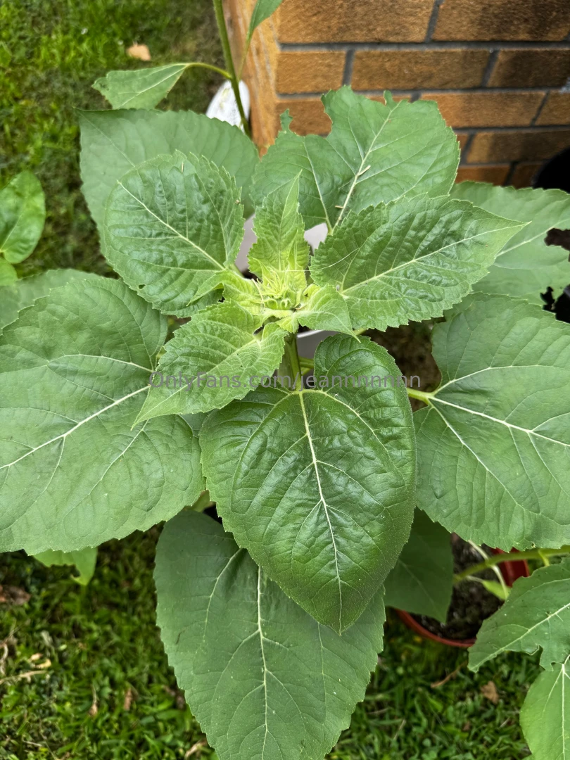 Someone come teach me how to build a planter box part 4 