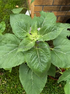 Someone come teach me how to build a planter box part 4