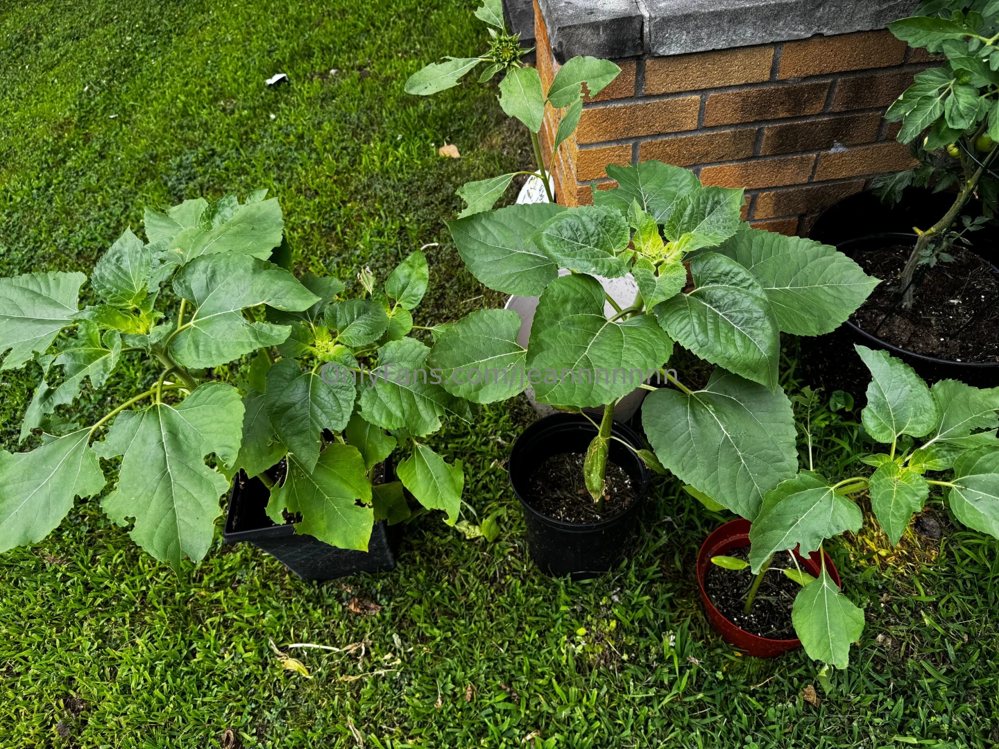 Someone come teach me how to build a planter box part 3 