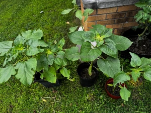 Someone come teach me how to build a planter box part 3