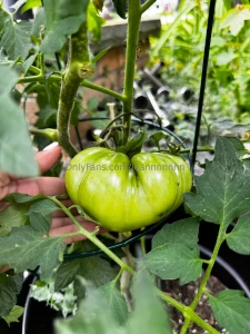 Someone come teach me how to build a planter box