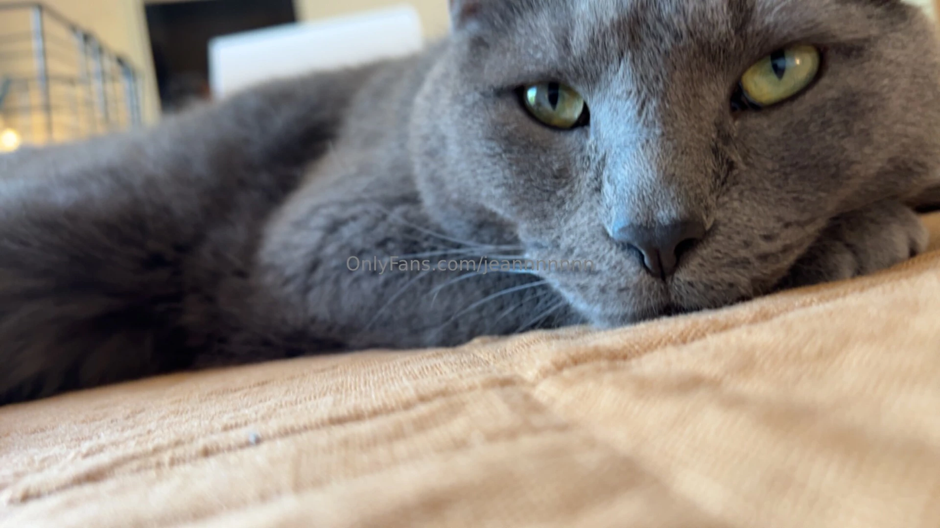 A moment of silence for my sweet boy may you rest easily cooper 