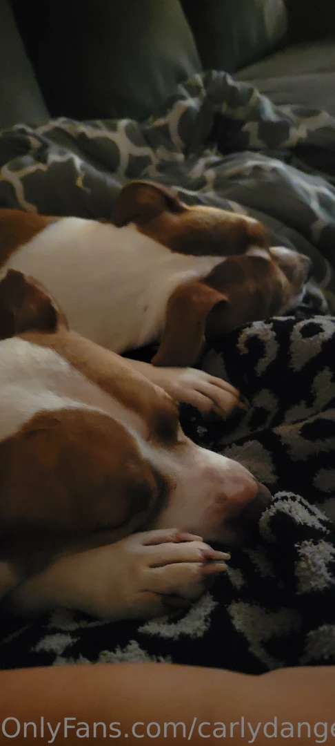 It s a john wick and mimosa chilling with my dogs kinda night 