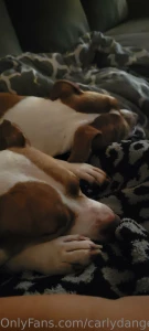 It s a john wick and mimosa chilling with my dogs kinda night