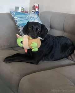 This is the worst post i ve ever had to make my little man ziggy lost part 1