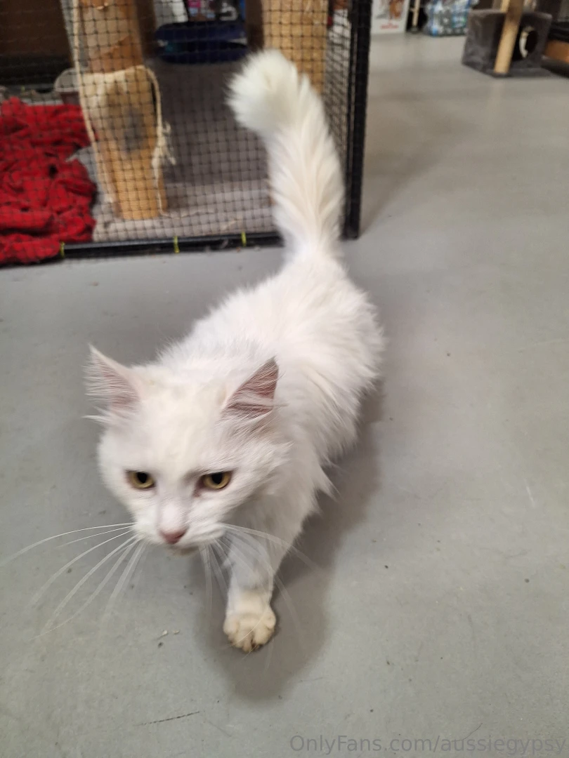 I am adopting this beautiful lady today she is a 4yo turkish angora a 