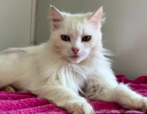 I am adopting this beautiful lady today she is a 4yo turkish angora a part 1