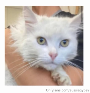 I am adopting this beautiful lady today she is a 4yo turkish angora a part 2