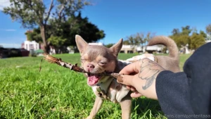 Our little girl arena found herself a new treasure a tiny stick so part 1